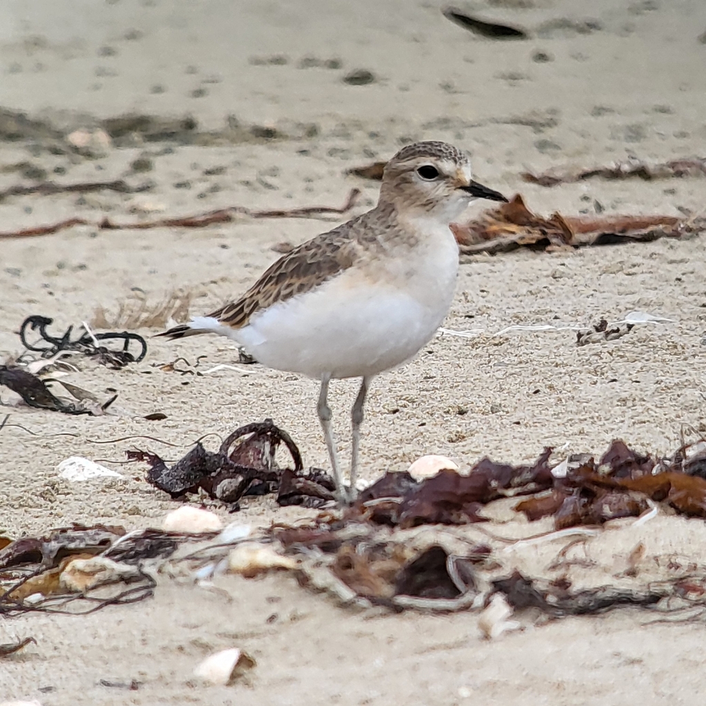 Mountain Plover