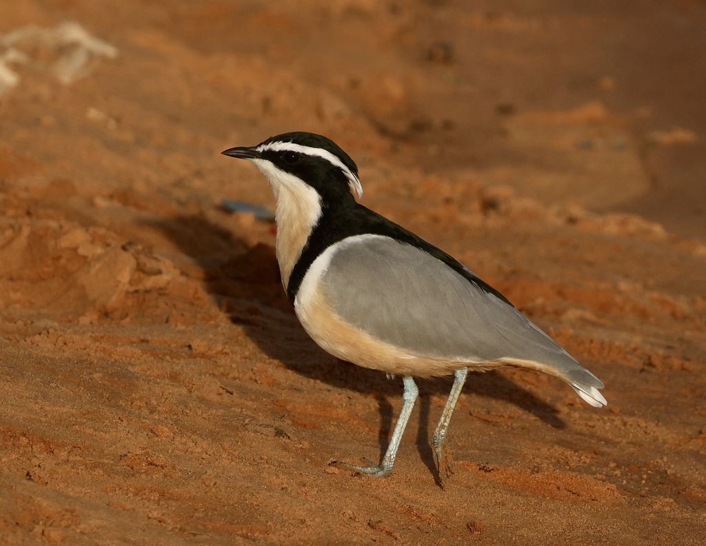 Egyptian Plover