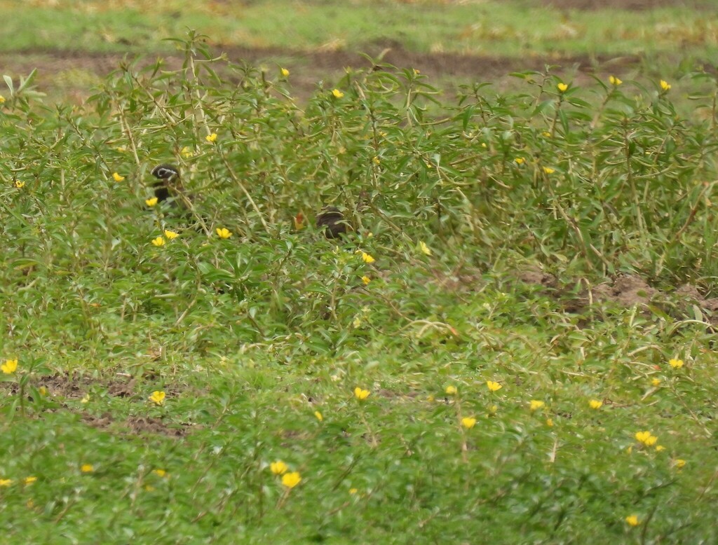 Australian Painted-snipe