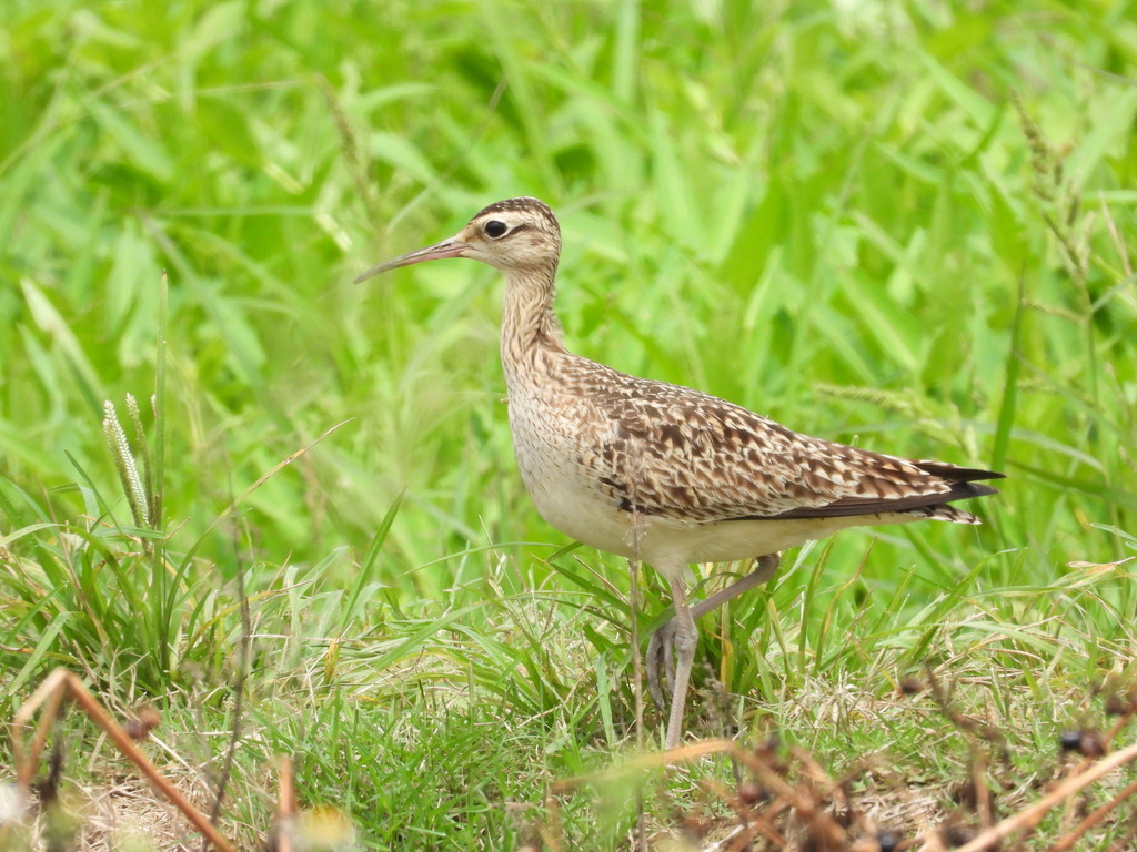 Little Curlew