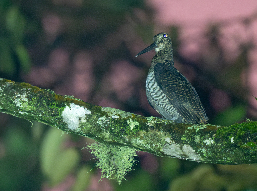 Javan Woodcock