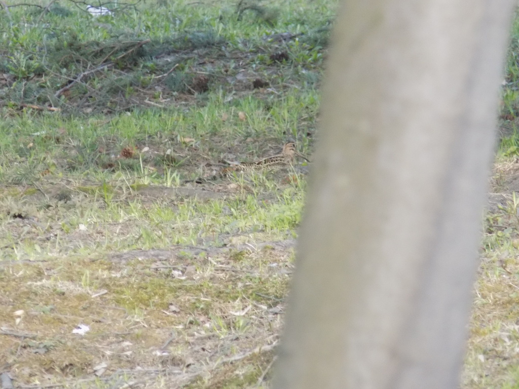 Swinhoe’s Snipe