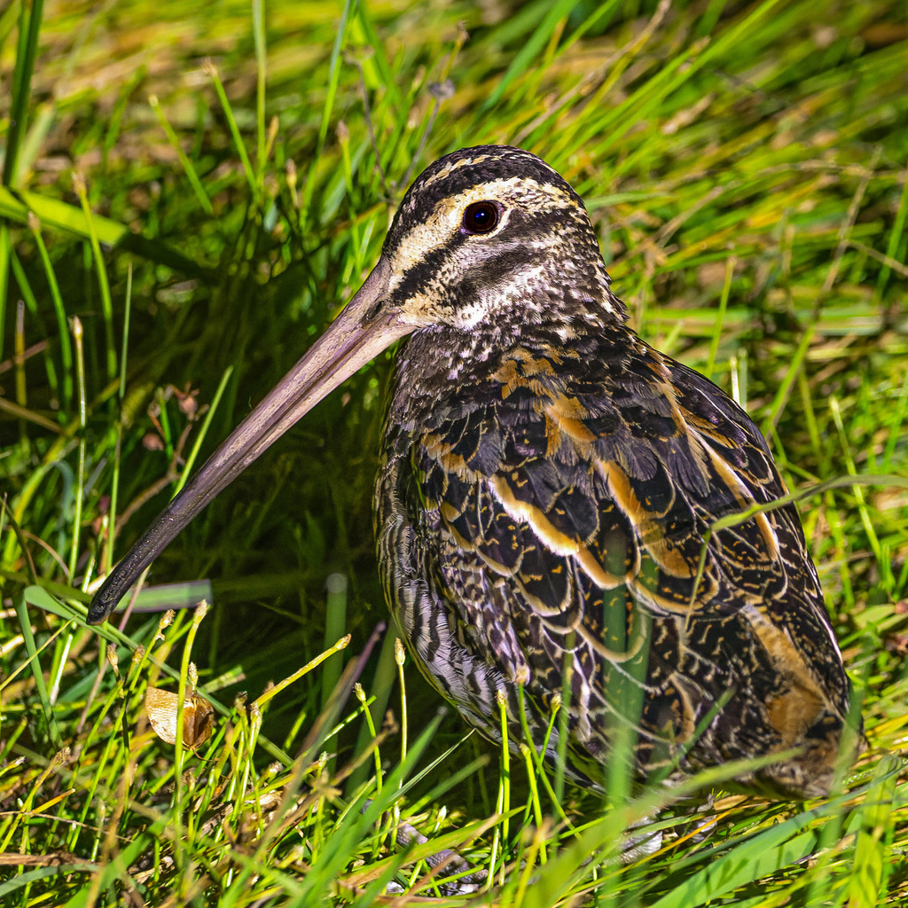 Giant Snipe