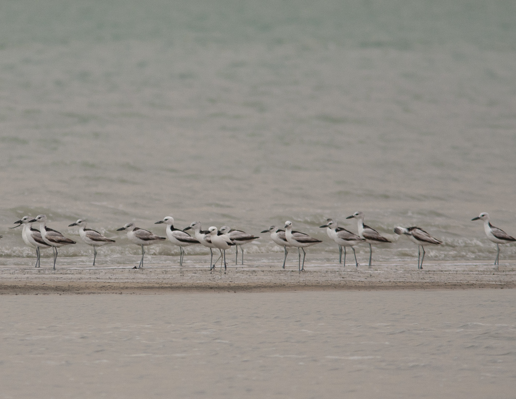 Crab-plover