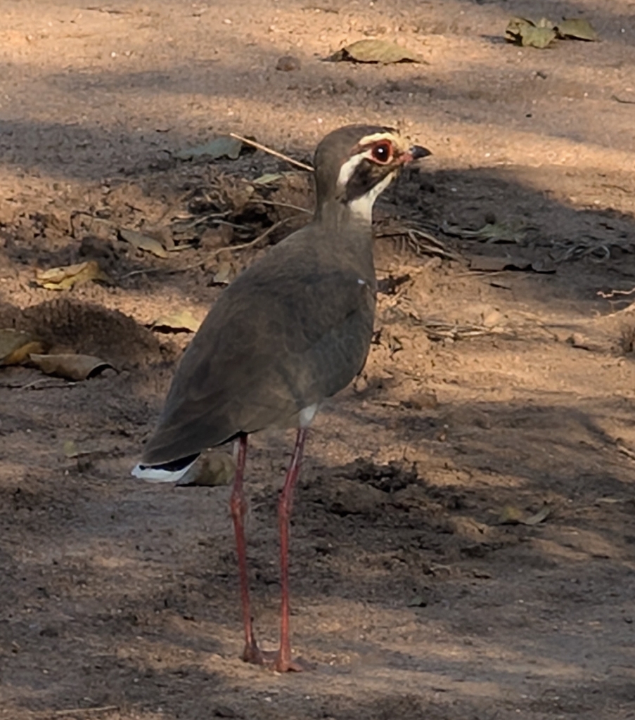 Bronze-winged Courser