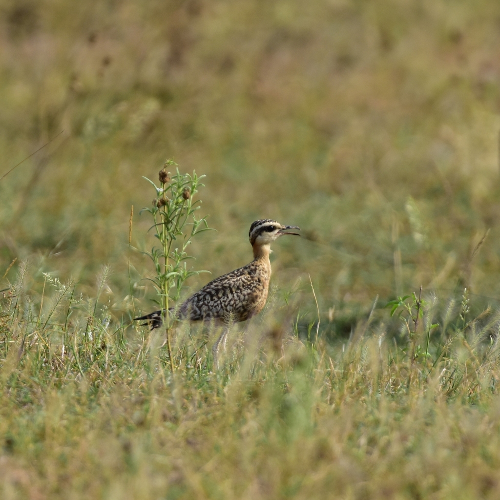 Indian Courser