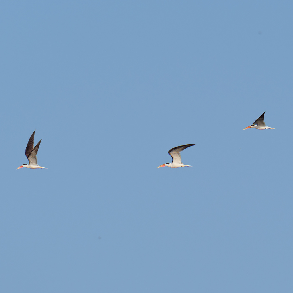 Indian Skimmer