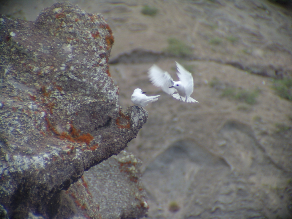 Atlantic White Tern