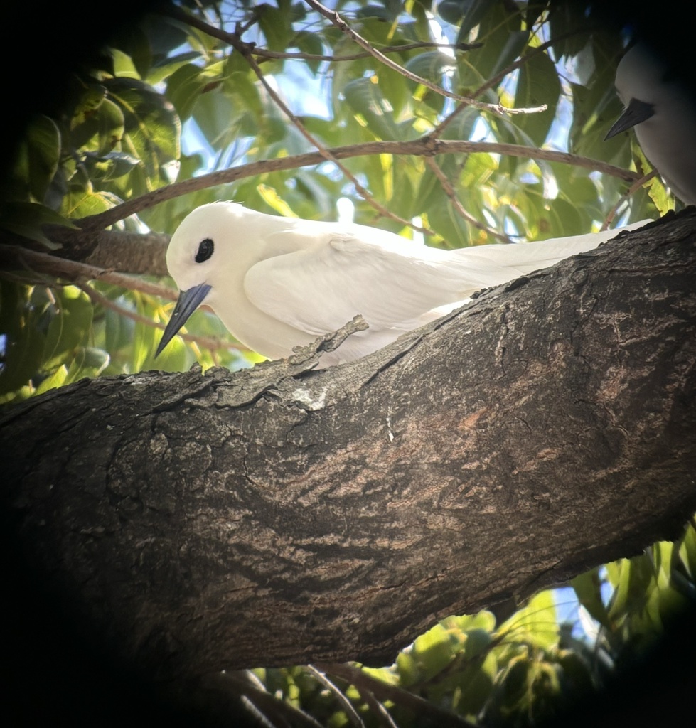 Blue-billed White Tern