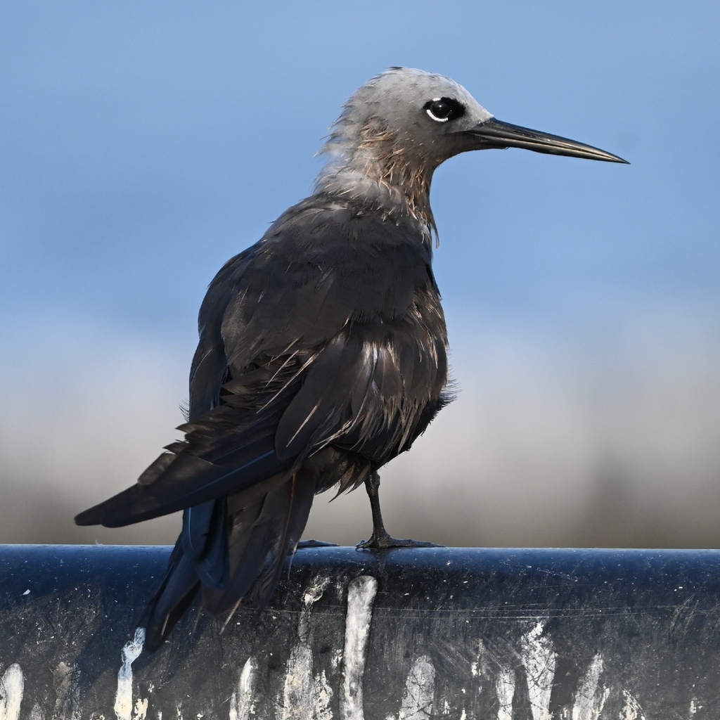 Lesser Noddy