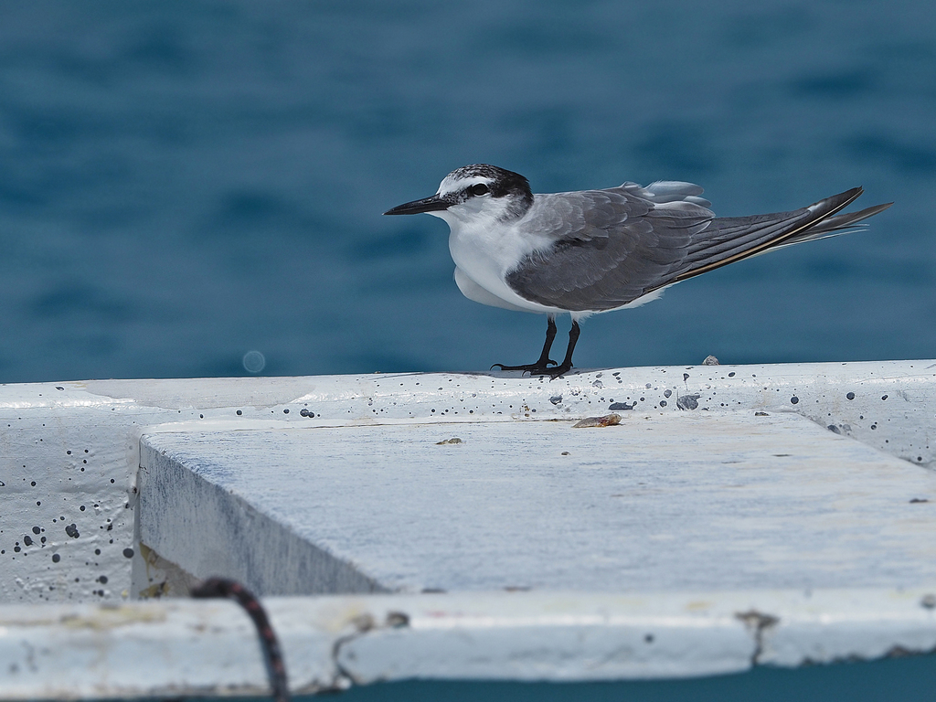 Spectacled Tern