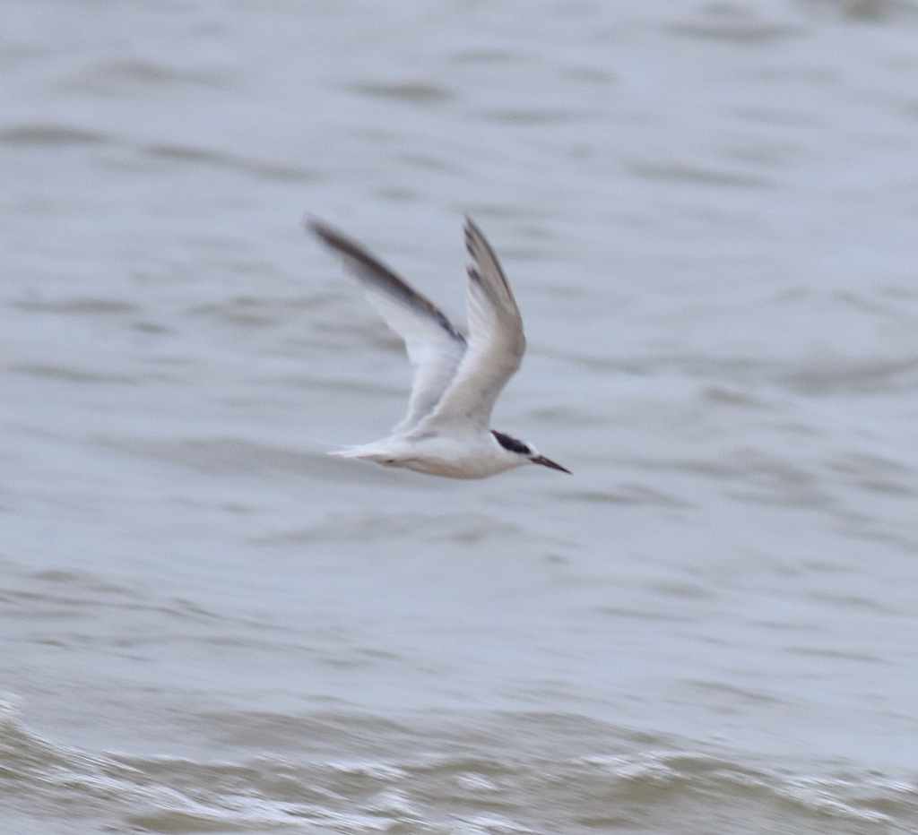 Saunders’s Tern