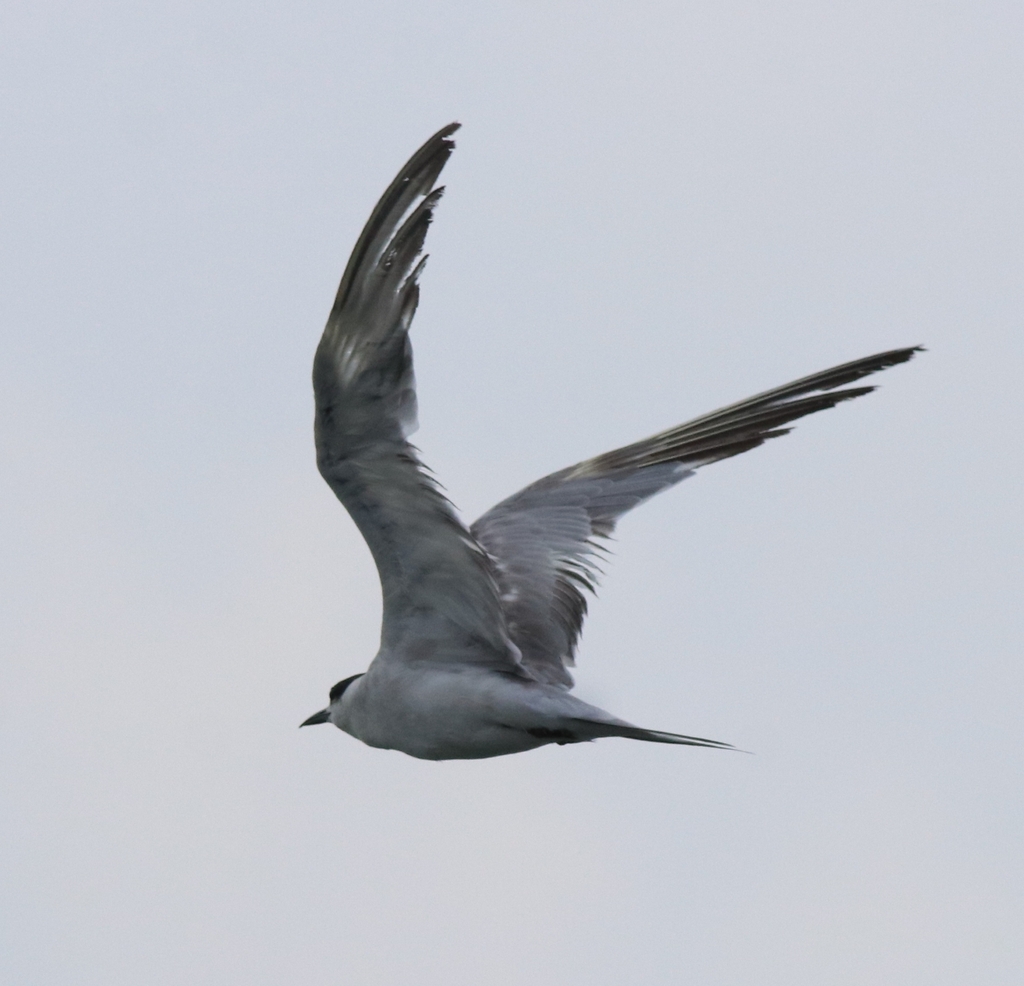 White-cheeked Tern