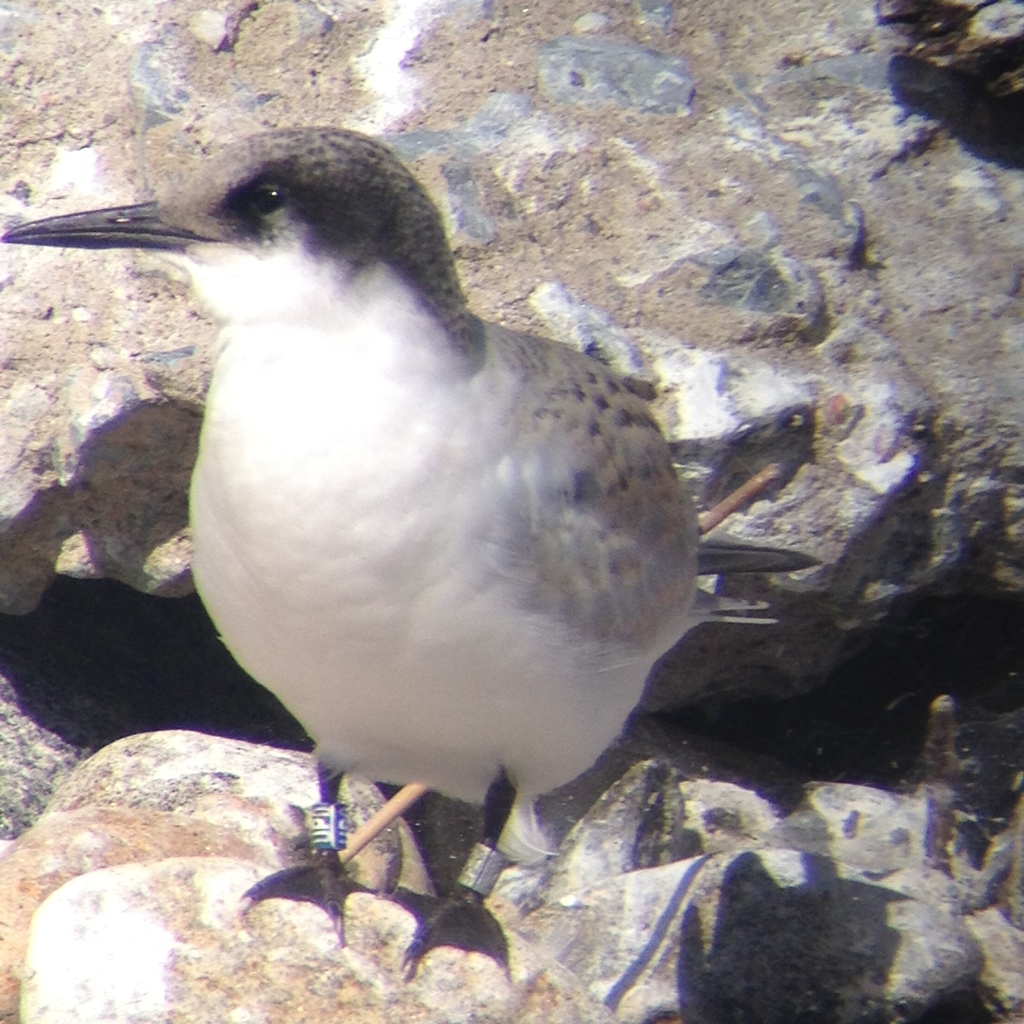 Roseate Tern
