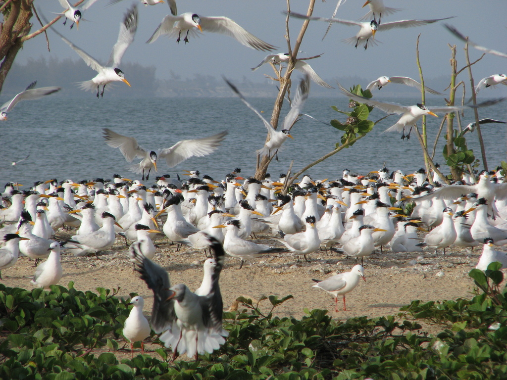 West African Crested Tern