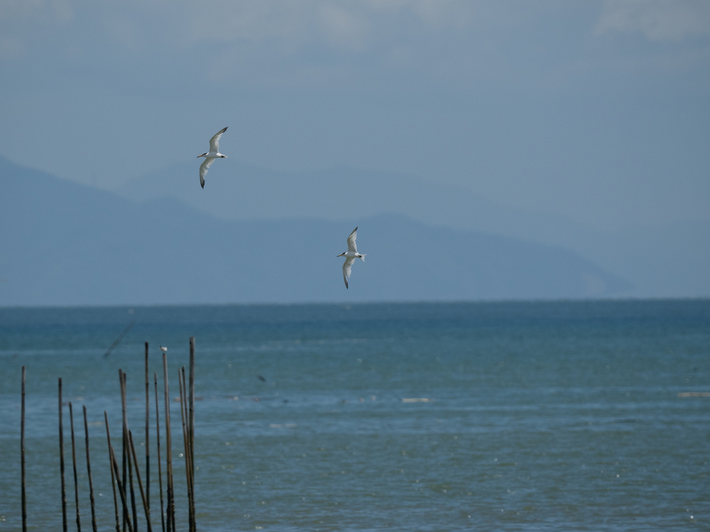 Chinese Crested Tern