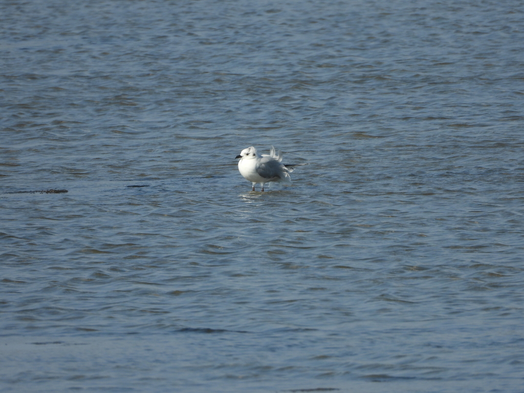 Saunders’s Gull