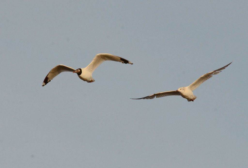Relict Gull