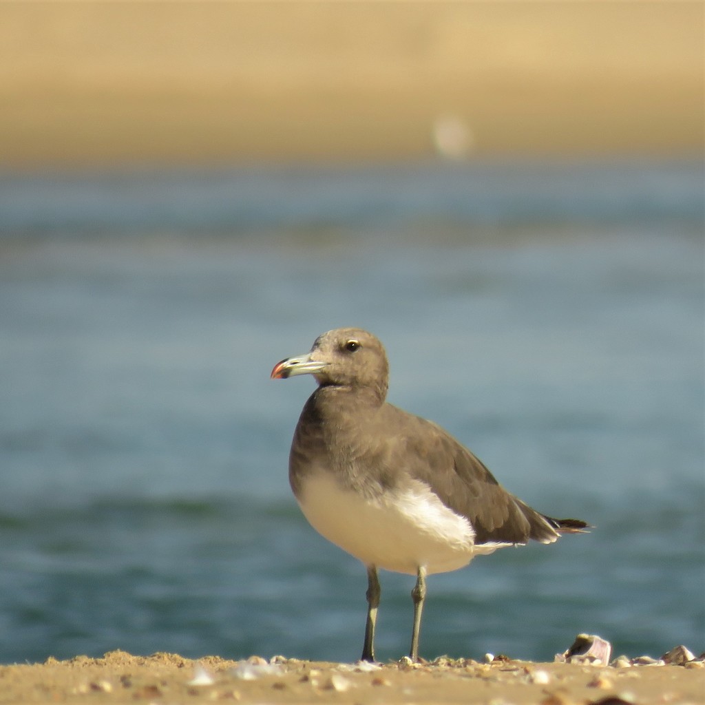 Sooty Gull