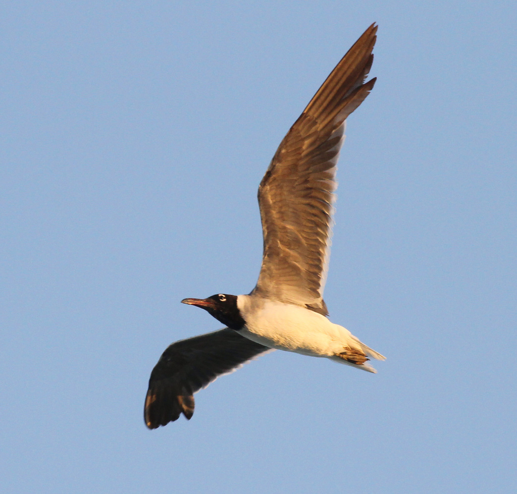 White-eyed Gull
