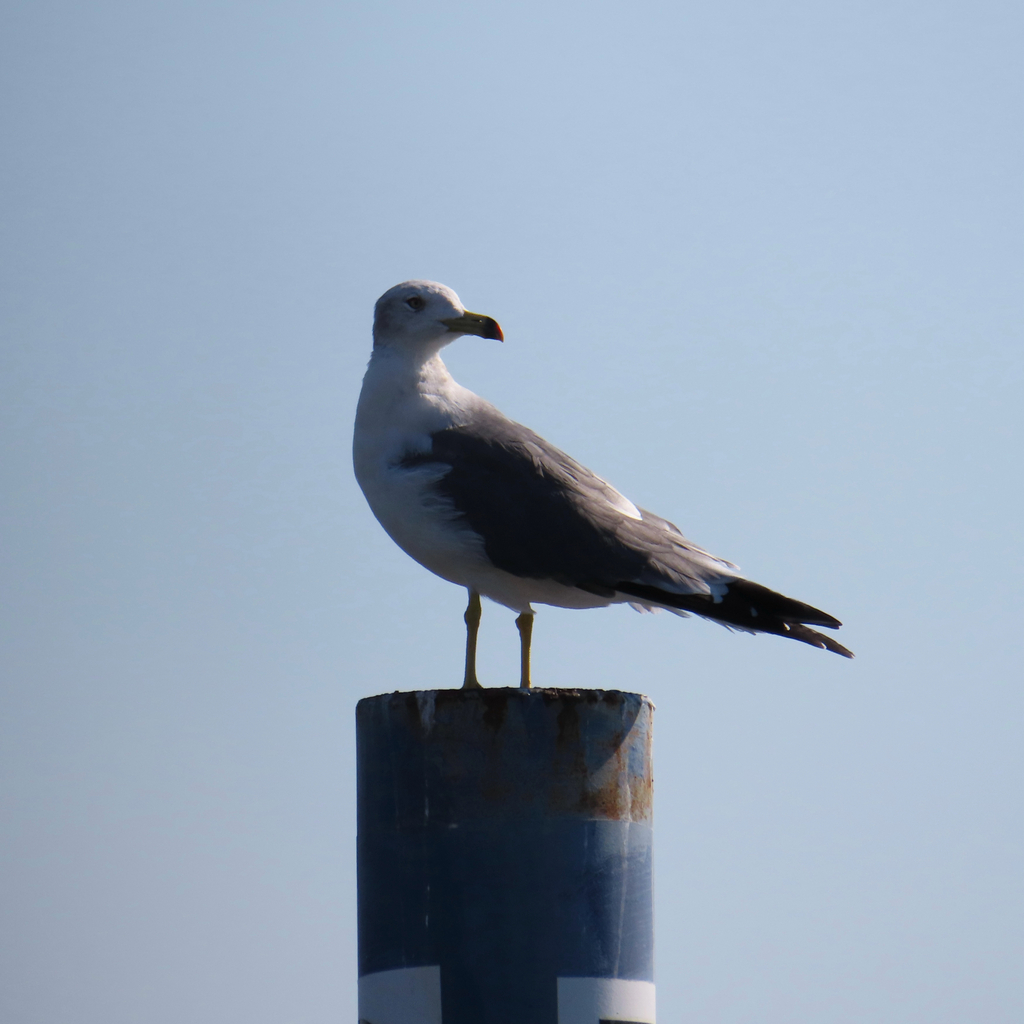 Black-tailed Gull