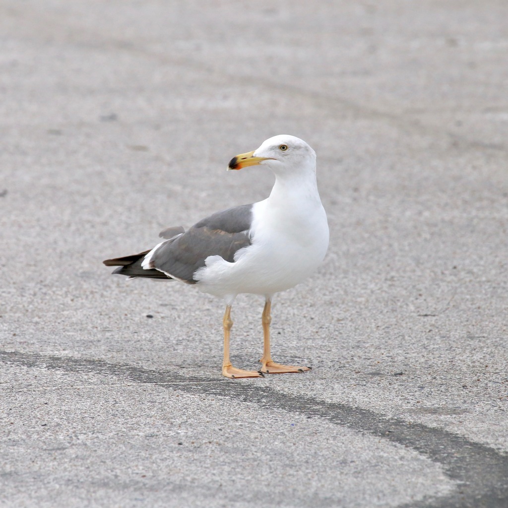 Yellow-footed Gull