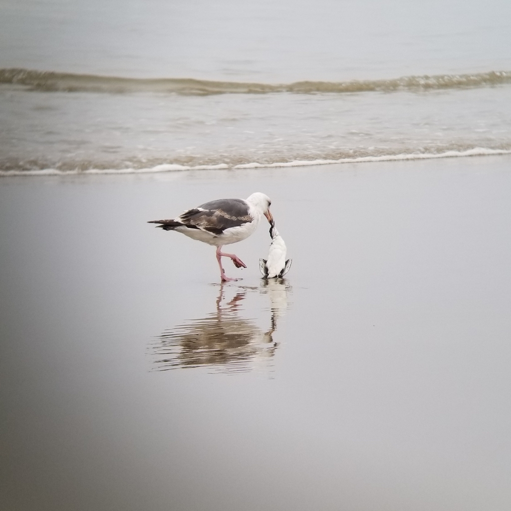 Scripps’s Murrelet