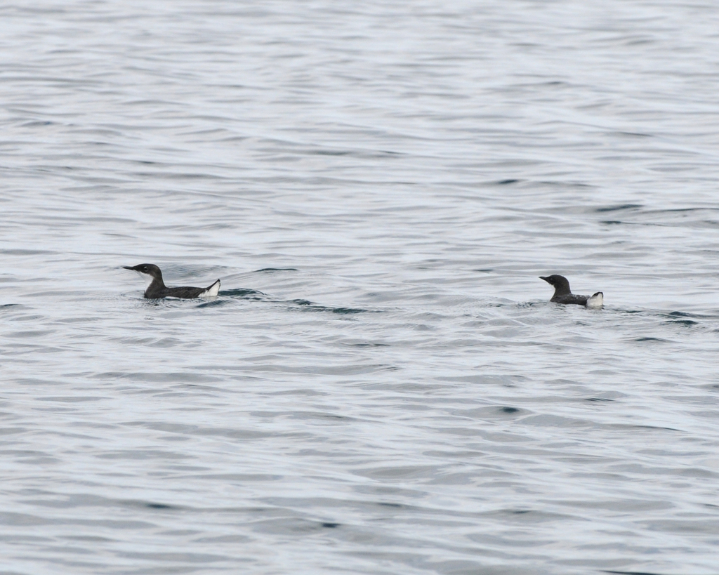 Craveri’s Murrelet