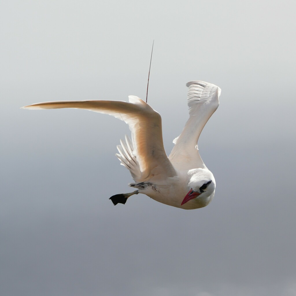 Red-tailed Tropicbird