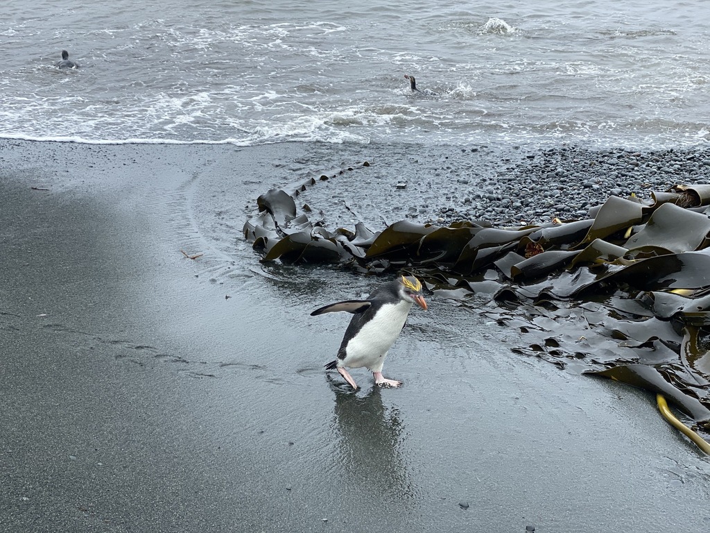 Royal Penguin