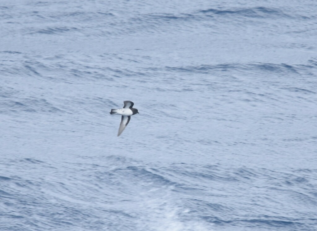 Grey-backed Storm Petrel