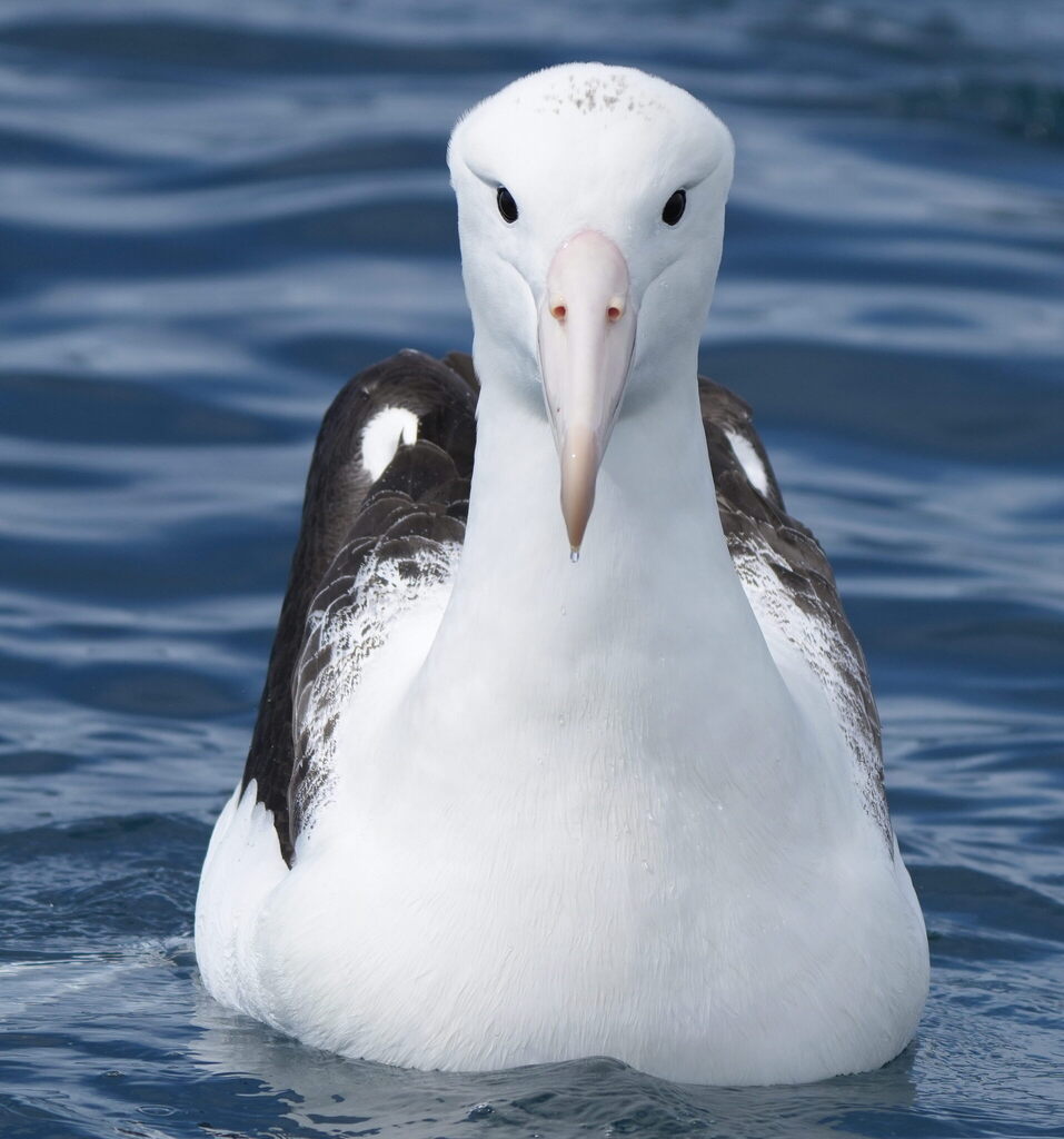 Northern Royal Albatross