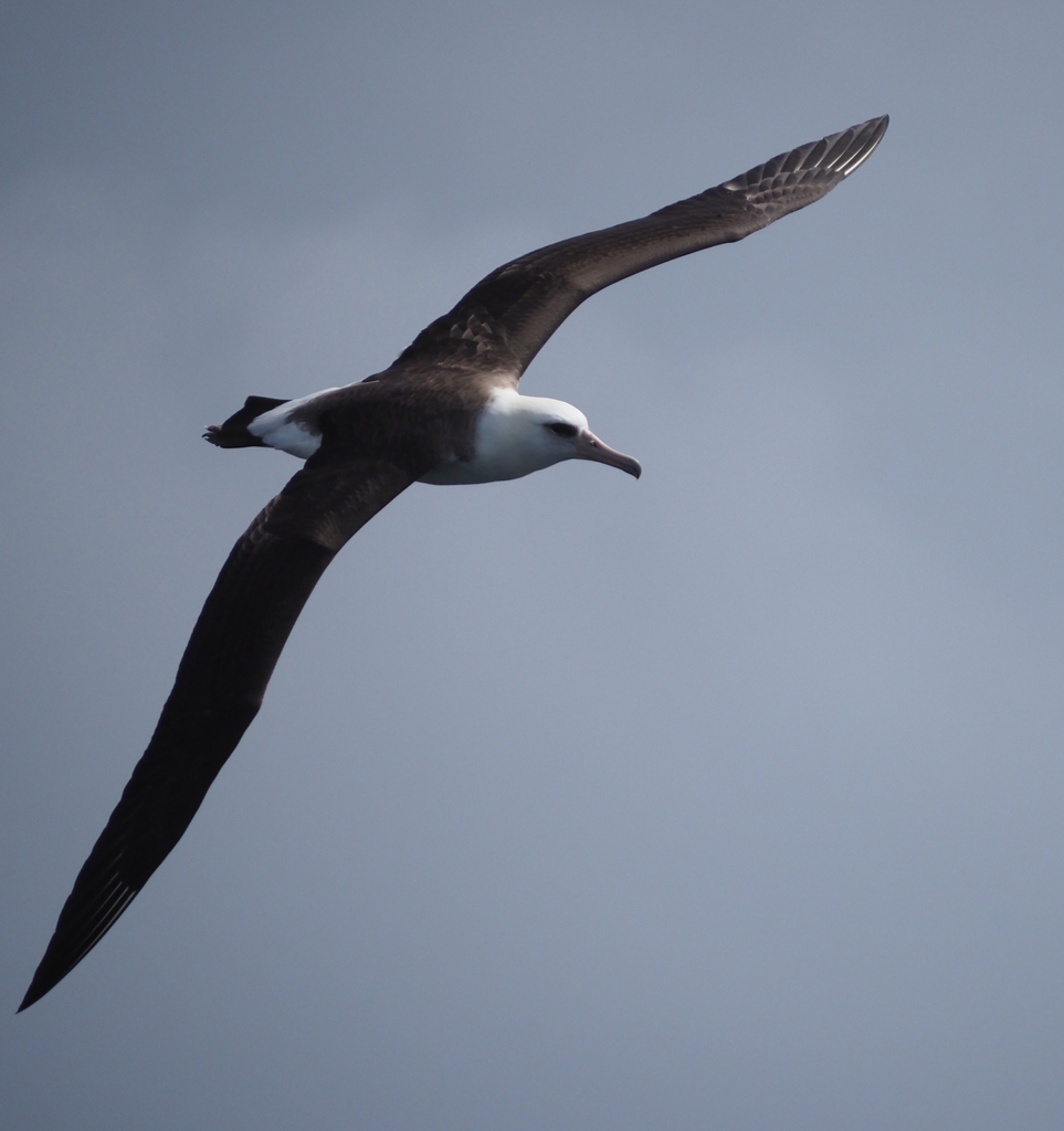 Laysan Albatross