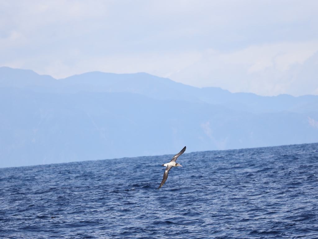 Short-tailed Albatross
