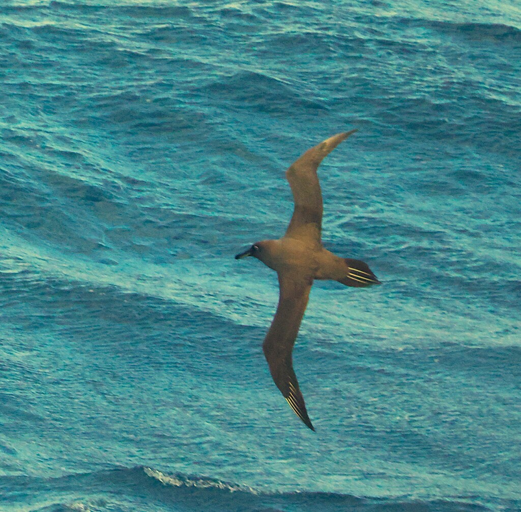 Sooty Albatross