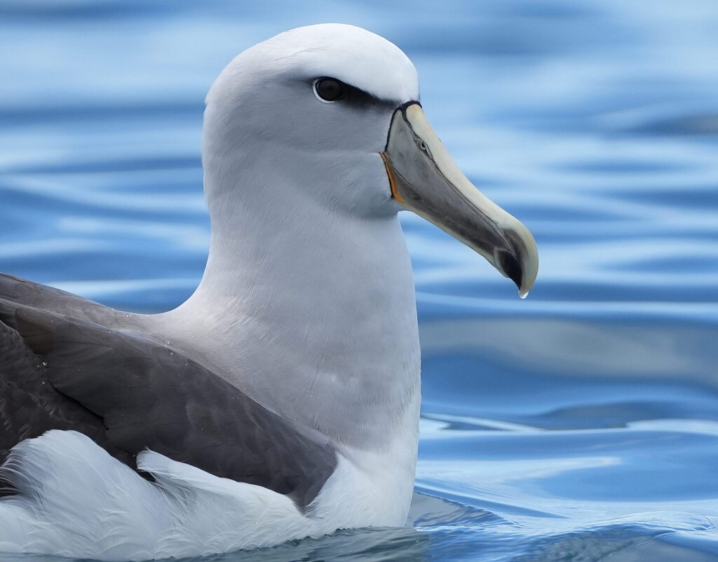 Salvin’s Albatross