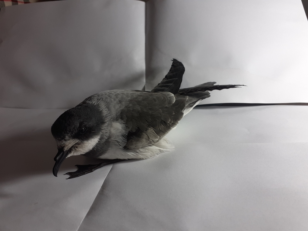 Ringed Storm Petrel