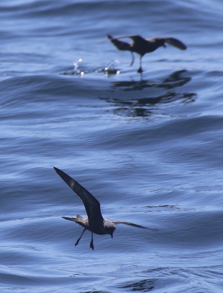 Ashy Storm Petrel