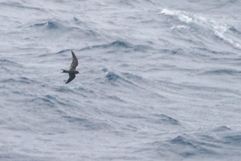 Tristram’s Storm Petrel