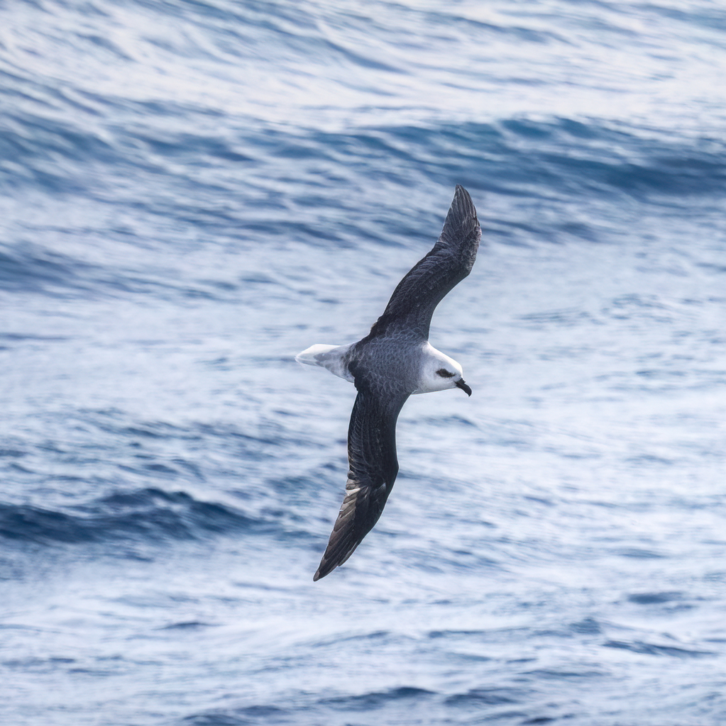 White-headed Petrel
