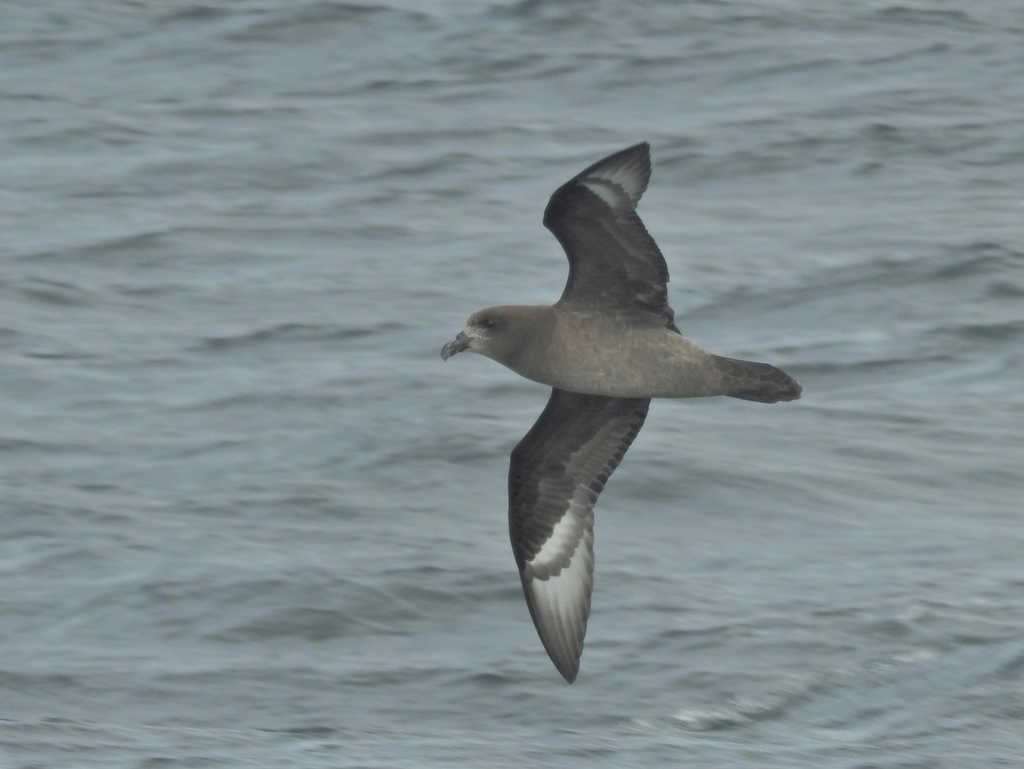 Providence Petrel