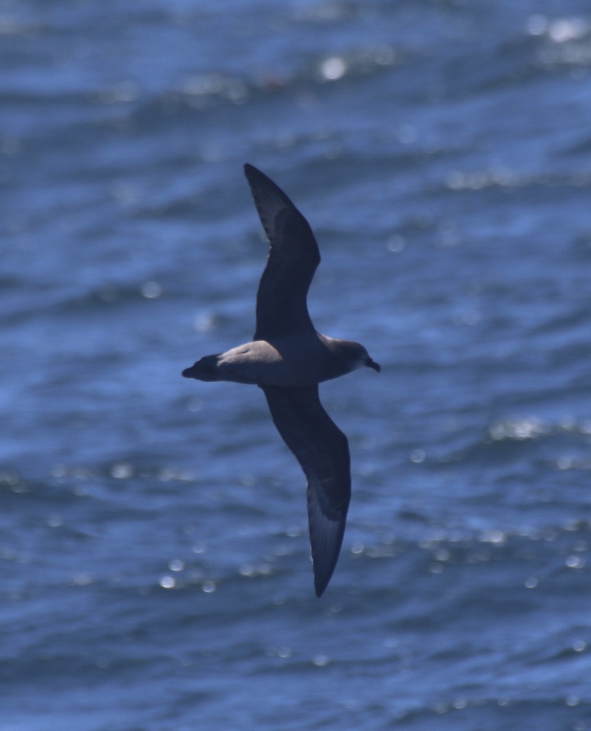 Murphy’s Petrel