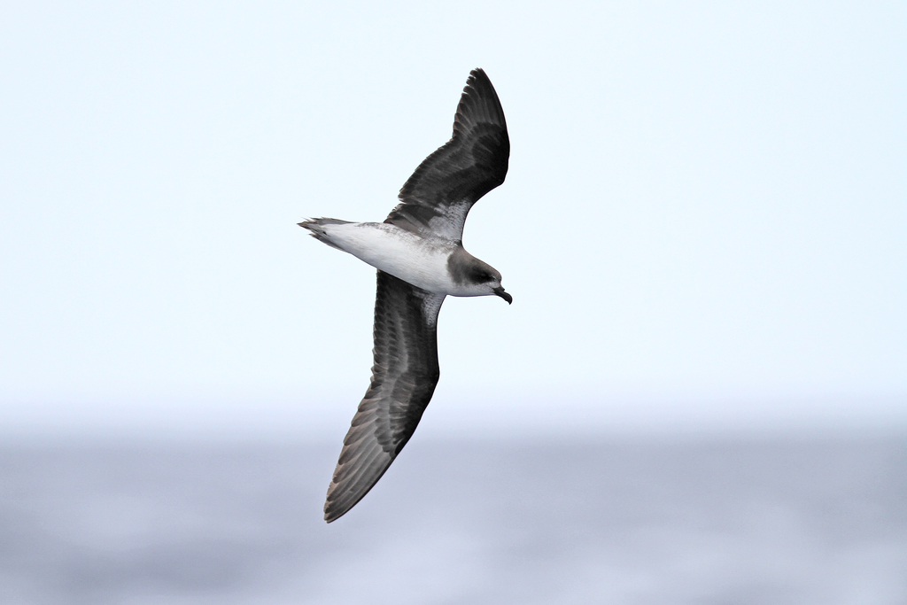 Zino’s Petrel