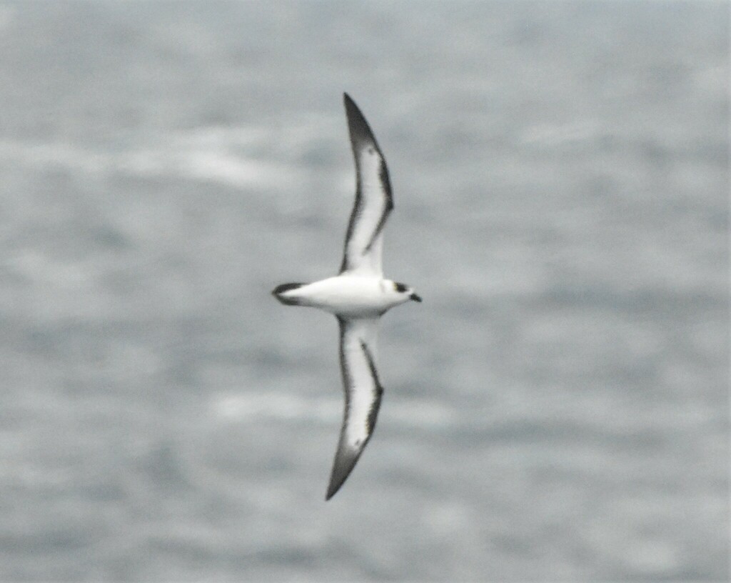 Black-capped Petrel