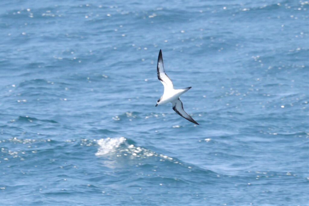 Hawaiian Petrel