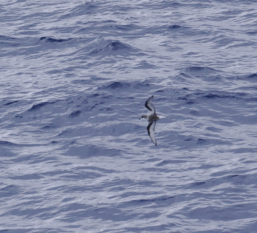 Mottled Petrel