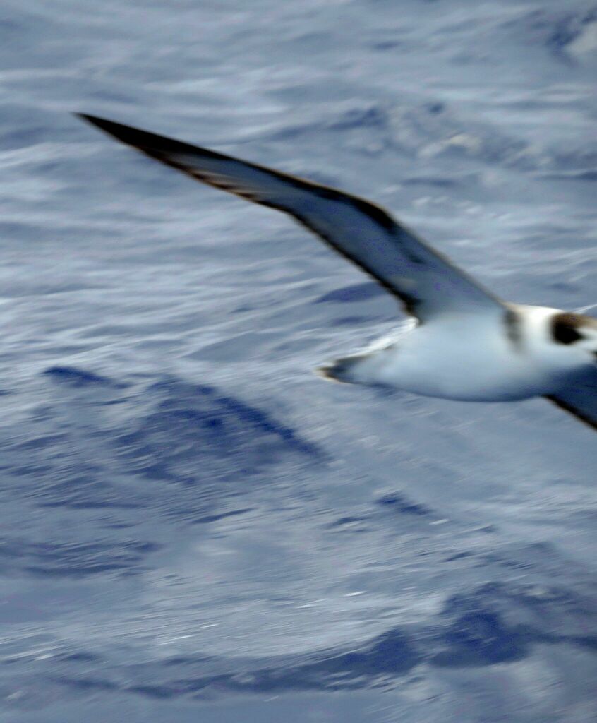 White-necked Petrel