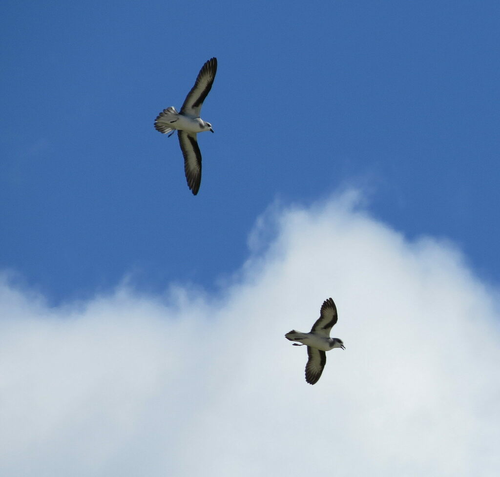 Black-winged Petrel