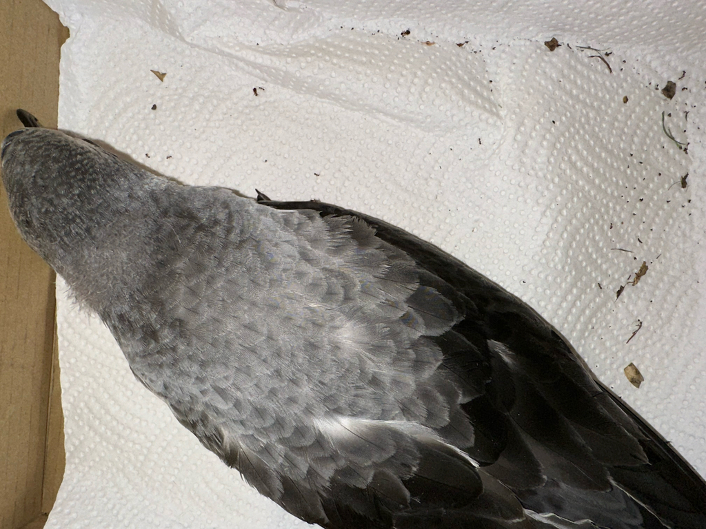 Cook’s Petrel