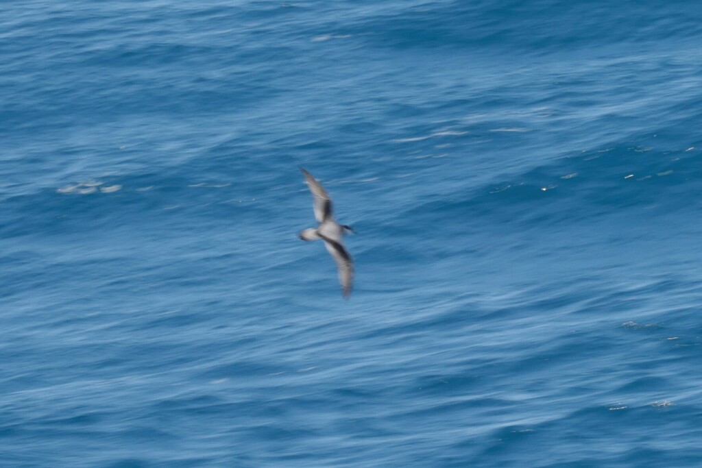 Stejneger’s Petrel
